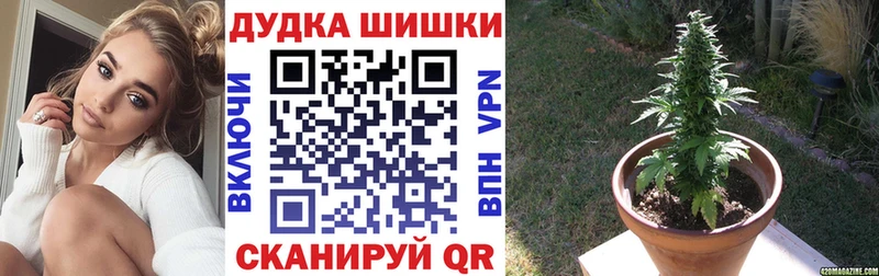 Конопля OG Kush  Шилка 
